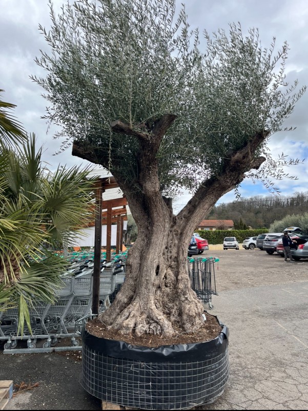 Entreprise de paysagiste pour planter un olivier en pleine terre à Neuville sur Saône
