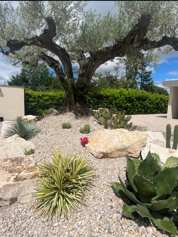 Entreprise de paysagiste pour planter un olivier en pleine terre à Neuville sur Saône