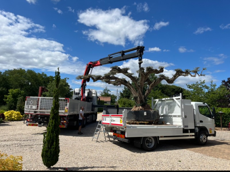 Entreprise de paysagiste pour planter un olivier en pleine terre à Neuville sur Saône