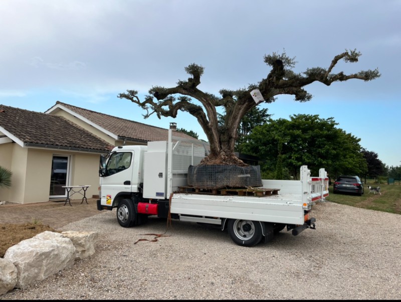 Entreprise de paysagiste pour planter un olivier en pleine terre à Neuville sur Saône
